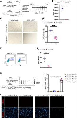 The chemokine receptor CXCR4 regulates satellite cell activation, early expansion, and self-renewal, in response to skeletal muscle injury